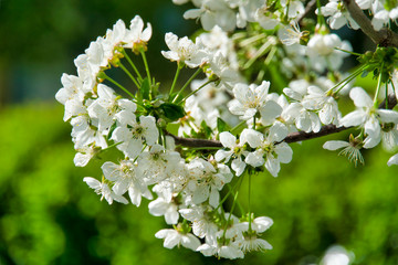 Kirschblüten