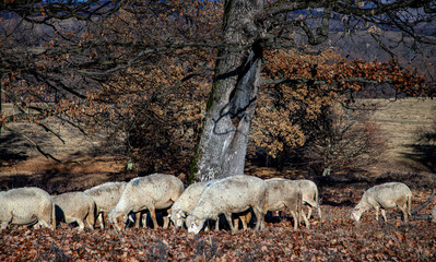 Sheep in autumn