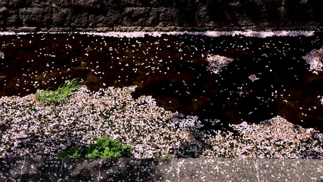 小川を流れる桜の花びら 満開の桜 ソメイヨシノ フィックス 桜2019_09v_00658(IMG_4032_PR_MOV)