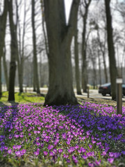First spring flowers crocus in park lilac and white color on green grass Beautiful Blossom Floral nature background.