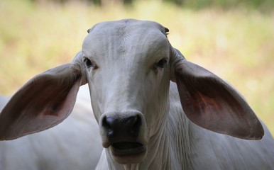 Brahman cattle close up photograph in costa rica