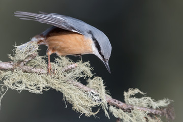 Amazing portrait of Nuthatch (Sitta europaea)
