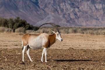 Antelope scimitar horn Oryx (Oryx leucoryx). Due to danger of extinction, the species was introduced from Sahara and adopted in nature reserves of the Middle East