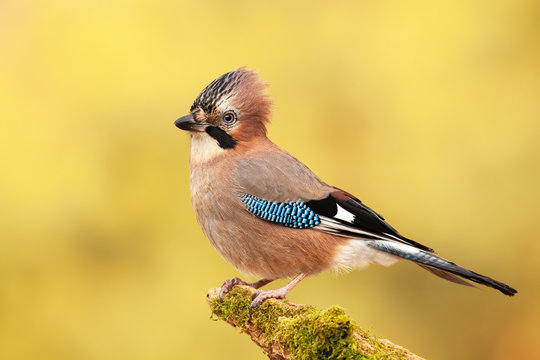 Eurasian jay, garrulus glandarius, sitting on a moss covered branch in autumn. Intelligent wild bird in natural environment with blurred yellow background.