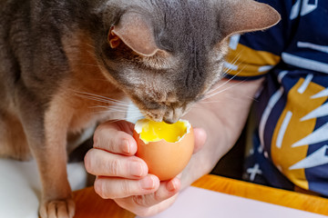 Abyssinian cat sits on a wooden table in front of an boiled chicken egg with liquid yolk in woman hand
