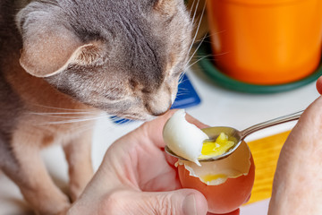 Abyssinian cat sniffs boiled chicken egg with liquid yolk on the teaspoon in the woman hands