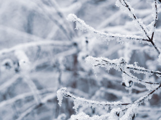 Frozen branches of tree in winter background