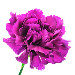 Purple carnation on white background