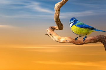 Cute little bird. Sky background. Blue tit.