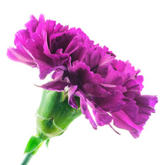 Purple carnation on white background