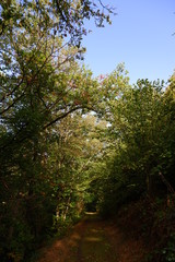 arbre de foret