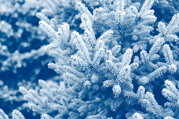 spruce in the snow. frost on the branches of spruce
