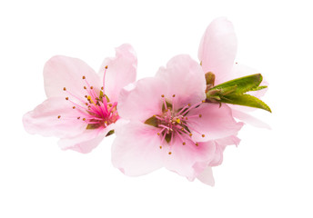 Fototapeta premium sakura flower isolated