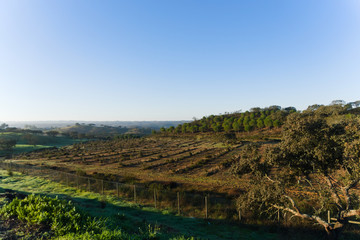 Fototapeta na wymiar Paisagem no campo em Albufeira, Portugal