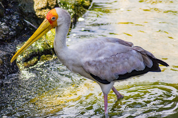 yellow billed stork wading in water © Jeff