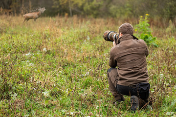 Wildlife photographer in brown cloths taking pictures of red deer, cervus elaphus, stag roaring on a meadow. Man with brown hair holding camera with telephoto lens in nature.