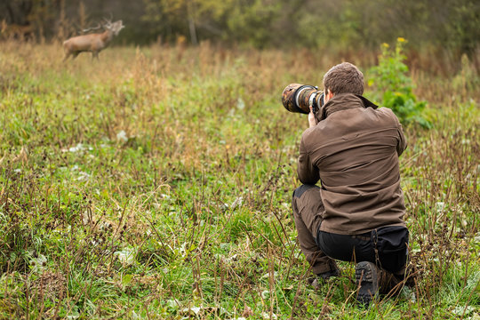 Wildlife photographer in brown cloths taking pictures of red deer, cervus elaphus, stag roaring on a meadow. Man with brown hair holding camera with telephoto lens in nature.