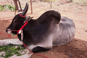 heritage kangayam bull of tamilnadu, pongal festival in coimbatore.