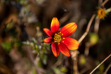 red flower