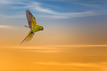 Flying bird. Colorful nature background. © Serkan Mutan