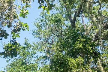 Florida Nature