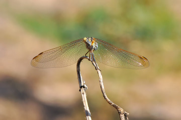 Macro shots, showing of eyes dragonfly and wings detail. Beautiful dragonfly in the nature habitat.