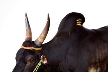 Jallikattu Kangayam bull in white background.