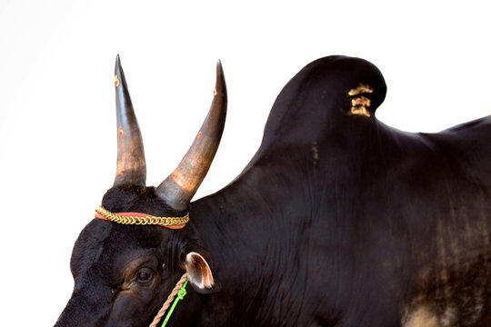Jallikattu Kangayam bull in white background. Stock Photo | Adobe Stock