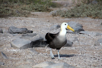 Albatros- Galapagos