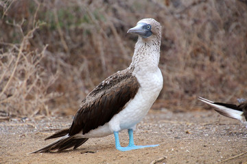 Blaufußtölpel - Galapagos