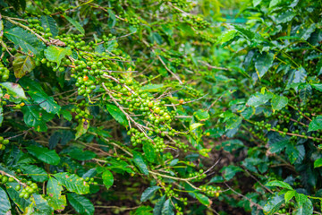 Coffee beans ripening on tree in Costa Rica.