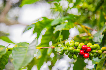 Coffee beans ripening on tree in Costa Rica.