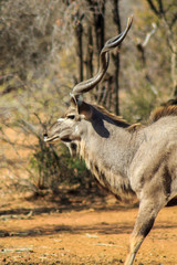 Kudu in profile