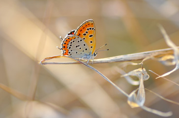 Closeup beautiful butterfly sitting on the flower.