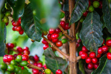 Coffee beans ripening on tree in Costa Rica.