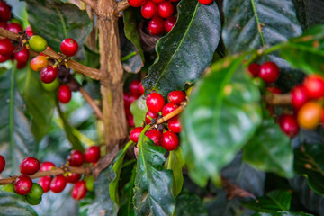 Coffee beans ripening on tree in Costa Rica.
