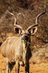 Kudu eating grass in the african bush