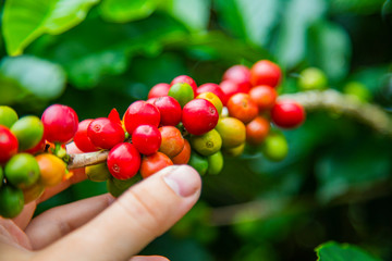 Coffee beans ripening on tree in Costa Rica.
