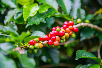 Obraz premium Coffee beans ripening on tree in Costa Rica.