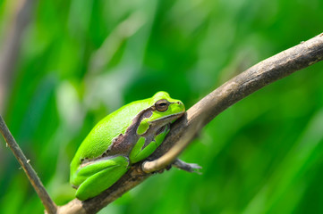 Europaean tree frog Hyla arborea from water onto dry reed-mace leaf in natural background