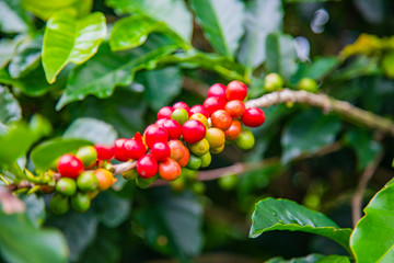 Coffee beans ripening on tree in Costa Rica.