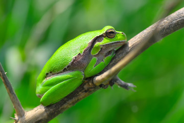 Europaean tree frog Hyla arborea from water onto dry reed-mace leaf in natural background