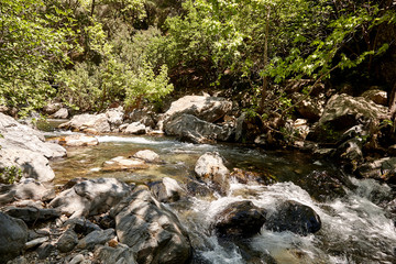 stream in forest