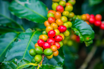 Coffee beans ripening on tree in Costa Rica.