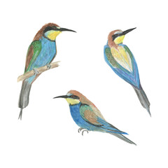 Watercolor painting set of european Bee-eater isolated on white