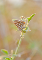 Closeup beautiful butterfly sitting on the flower.