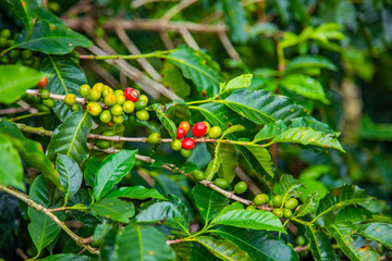 Coffee beans ripening on tree in Costa Rica.