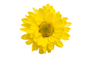 yellow chrysanthemum isolated