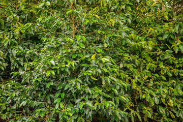 Coffee beans ripening on tree in Costa Rica.