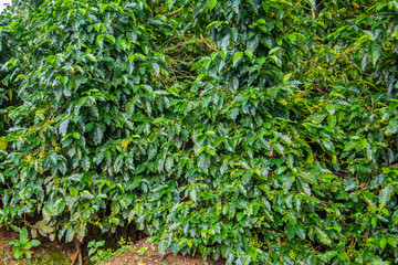 Coffee beans ripening on tree in Costa Rica.